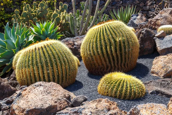 Close up of Echinocactus grusonii cactus, Lanzarote — Stock Photo, Image