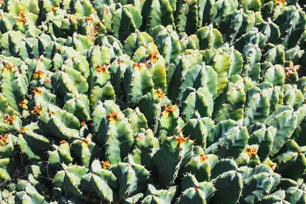 Krásný kaktus v zahradě, zblízka — Stock fotografie