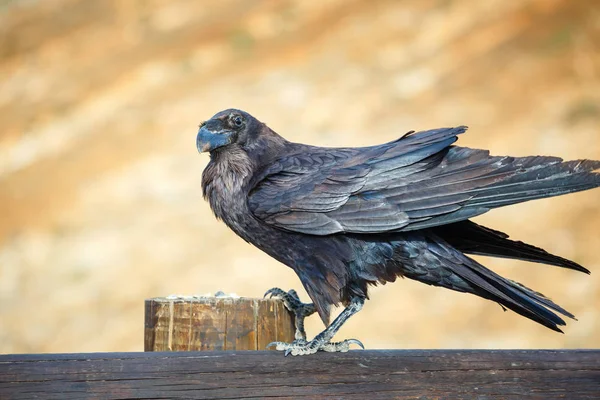 Common Raven sentado en una viga de madera, de cerca — Foto de Stock