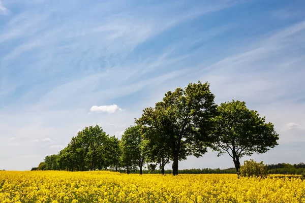 Campo amarillo de colza oleaginosa bajo el cielo azul brillante — Foto de Stock