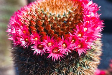 Bahçede, güzel kaktüs yakın çekim