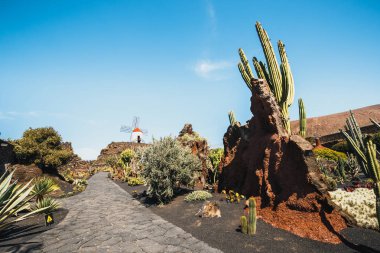 Yel değirmeni popüler cazibe Lanzarote, Kanarya Adaları, tropik kaktüs Bahçe Guatiza Köyü