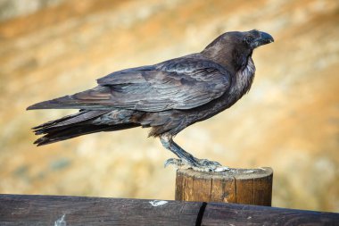 Ortak Raven bir ahşap kiriş üzerinde oturan yakın çekim