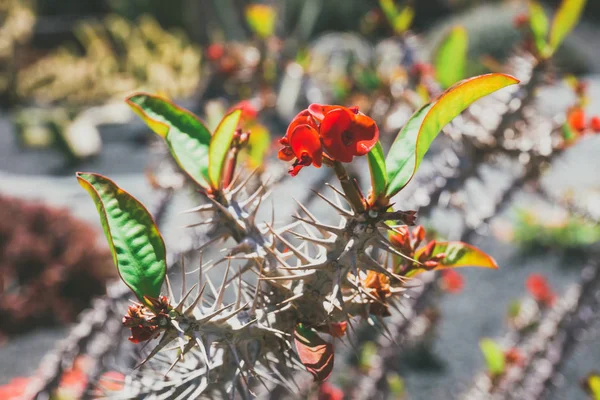 Krásný kaktus v zahradě, zblízka — Stock fotografie