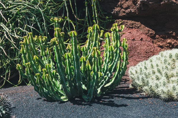 Hermoso cactus en el jardín, de cerca — Foto de Stock
