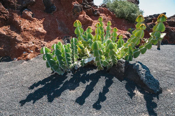 Hermoso cactus en el jardín, de cerca — Foto de Stock