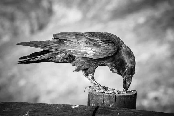 Common Raven sentado en una viga de madera, foto en blanco y negro — Foto de Stock