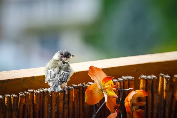 Young titmouse is preparing for the first flight — Stock Photo, Image