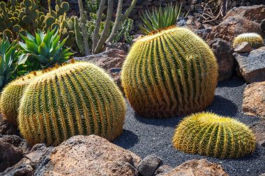 Echinocactus grusonii kaktüs, Lanzarote yakın çekim