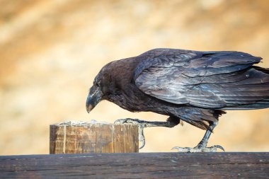 Ortak Raven bir ahşap kiriş üzerinde oturan yakın çekim