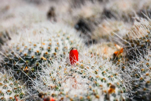 Piękny Kaktus w ogrodzie, z bliska — Zdjęcie stockowe
