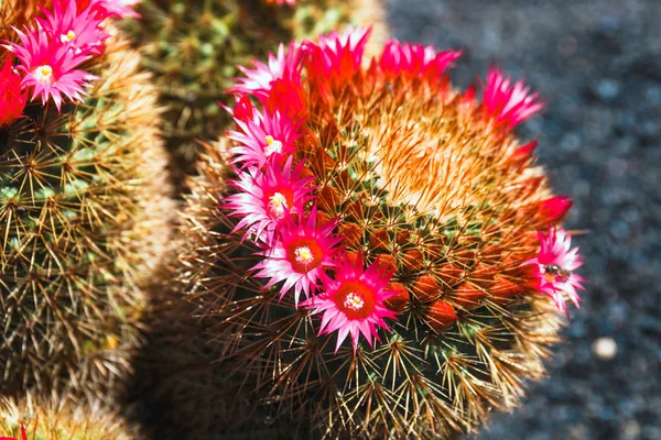 Beautiful cactus in the garden, close up — Stock Photo, Image
