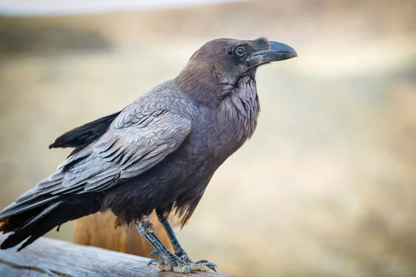 Common Raven sentado en una viga de madera, de cerca — Foto de Stock