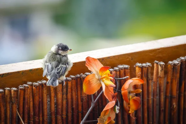 Young titmouse is preparing for the first flight — Stock Photo, Image