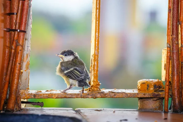 Jeune mésange se prépare pour le premier vol — Photo