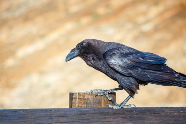 Ortak Raven bir ahşap kiriş üzerinde oturan yakın çekim