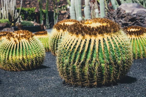 Close up of Echinocactus grusonii cactus, Lanzarote — Stock Photo, Image