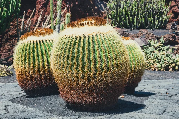 Close up of Echinocactus grusonii cactus, Lanzarote — Stock Photo, Image