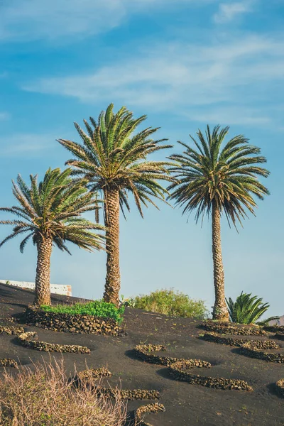 Paesaggio vulcanico di lanzarote, isole canarie, Spagna — Foto Stock