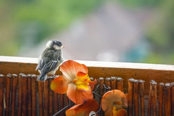 Jovem titmouse está se preparando para o primeiro voo — Fotografia de Stock