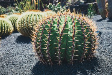 Echinocactus grusonii kaktüs, Lanzarote yakın çekim