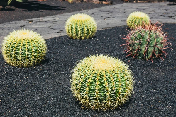 Close up of Echinocactus grusonii cactus, Lanzarote — Stock Photo, Image