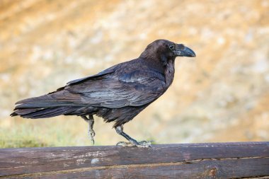 Ortak Raven bir ahşap kiriş üzerinde oturan yakın çekim