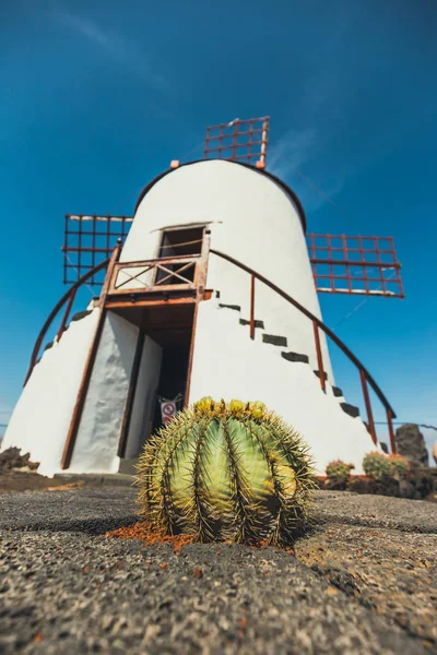 Windmill in tropical cactus garden in Guatiza village, popular attraction in Lanzarote, Canary islands