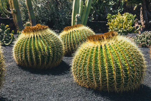 Close up of Echinocactus grusonii cactus, Lanzarote — Stock Photo, Image