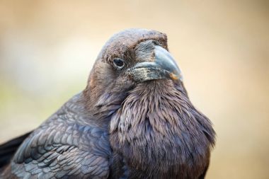 Ortak Raven bir ahşap kiriş üzerinde oturan yakın çekim