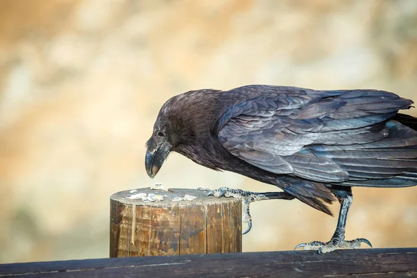 Common Raven sitting on a wooden beam, close up — Stock Photo, Image