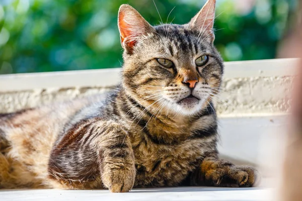 Portret van bruine kat liggend op de vloer — Stockfoto