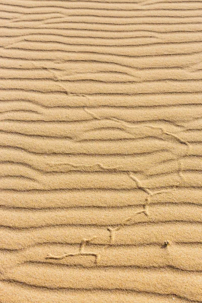 해변의 모래에 라인을 닫습니다. — 스톡 사진