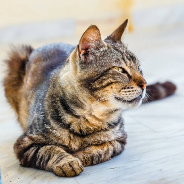 Kahverengi kedi yerde yatarken portresi