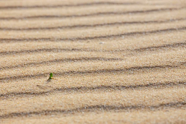 Linią na piasku plaża, zbliżenie — Zdjęcie stockowe