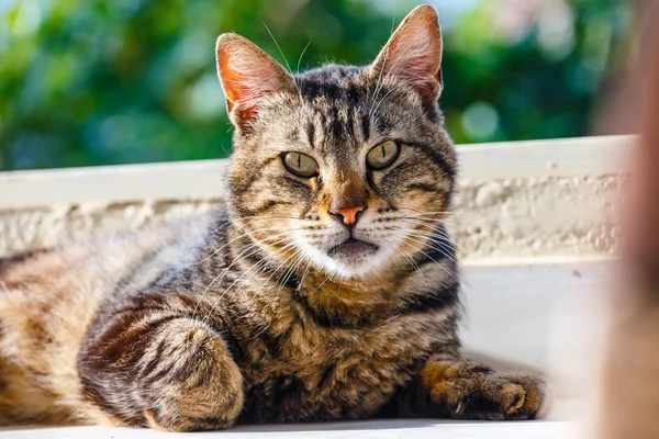 Portret van bruine kat liggend op de vloer — Stockfoto