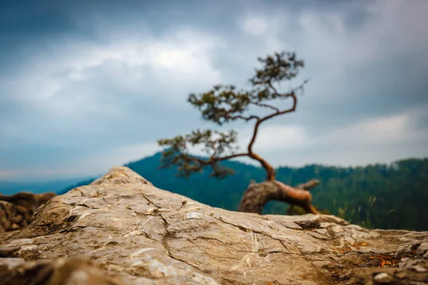 Sokolica picco in Pieniny Mountains con un famoso pino in cima, Polonia — Foto Stock