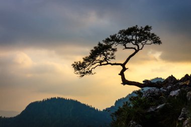 Ünlü bir çam üst, Polonya ile Sokolica tepe Pieniny dağlarında