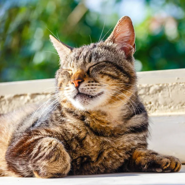 Portret brązowy kot leżący na podłodze — Zdjęcie stockowe