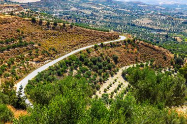 Girit Adası Yunanistan, Girit manzara zeytin alanları
