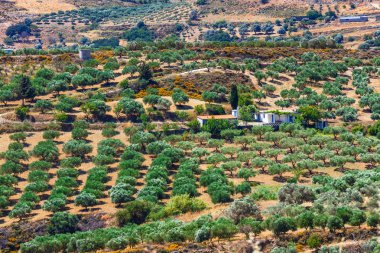 Girit Adası Yunanistan, Girit manzara zeytin alanları