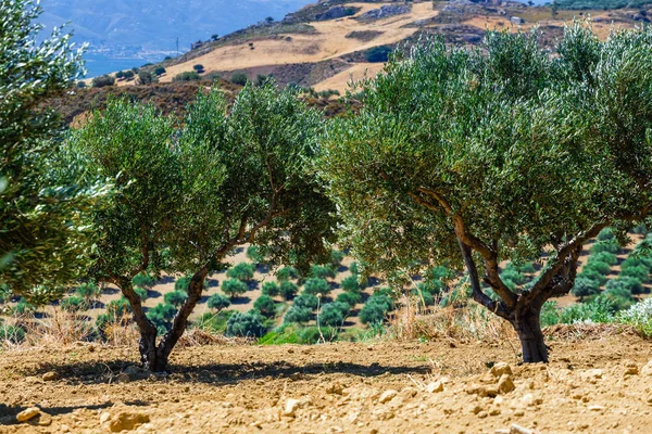 Campos de olivos en la isla de Creta en Grecia, paisaje cretense —  Fotos de Stock