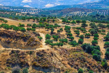 Girit Adası Yunanistan, Girit manzara zeytin alanları