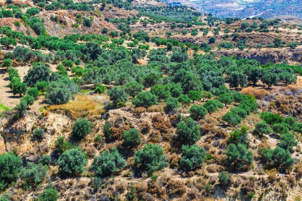 Olivenfelder auf Betoninsel in Griechenland, kretische Landschaft — Stockfoto