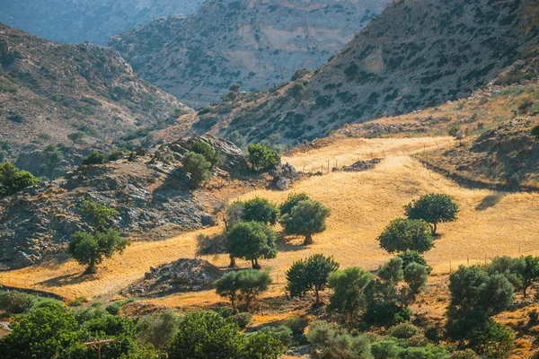 Ελαιώνες της Κρήτης στην Ελλάδα, κρητικό τοπίο — Φωτογραφία Αρχείου