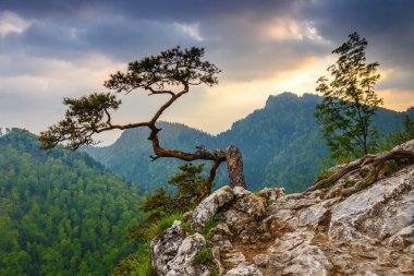 Ünlü bir çam üst, Polonya ile Sokolica tepe Pieniny dağlarında