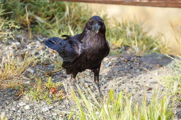 Common Raven sentado en una viga de madera, de cerca — Foto de Stock