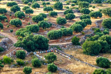 Girit Adası Yunanistan, Girit manzara zeytin alanları