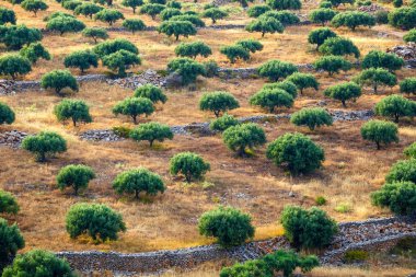 Girit Adası Yunanistan, Girit manzara zeytin alanları