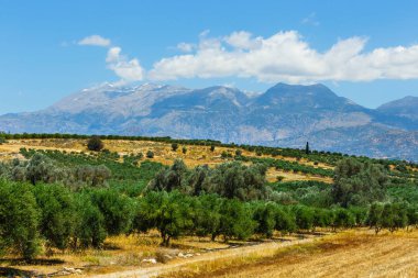 Güzel dağ manzarası ile zeytin ekimi, Girit Adası, Yunanistan